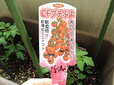 tomato2014-02.jpg